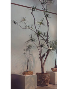 EL_03_Dracaena Marginata _Dragon Tree